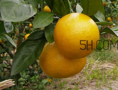 皇帝柑什么時(shí)候成熟？皇帝柑什么人不能吃