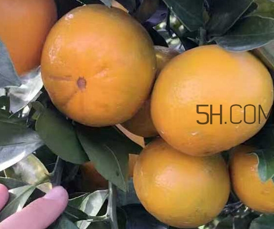 種皇帝柑1棵成本多少？皇帝柑怎么種植