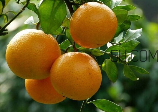 皇妃貢柑和皇帝柑有什么不同？皇帝柑的熱量是多少