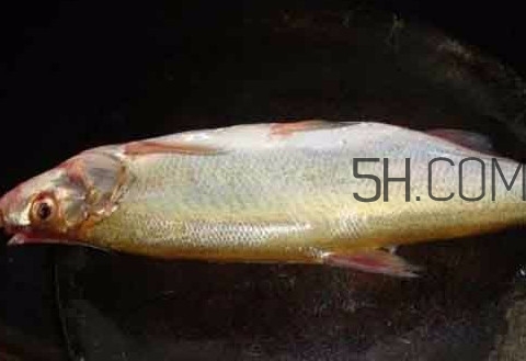 刁子魚是什么魚？刁子魚是翹嘴鲌嗎