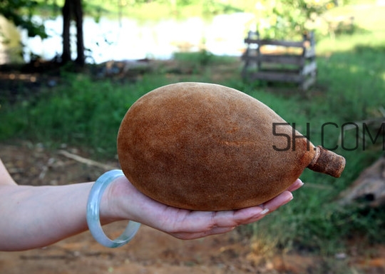 猴面包樹和面包樹是同一種植物嗎？猴面包樹能在北方種植嗎