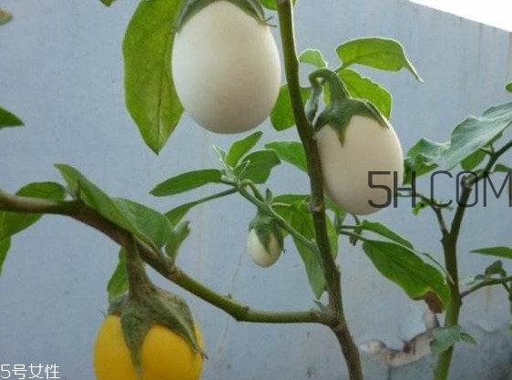 蛋樹果實(shí)可以吃嗎？蛋樹長什么樣