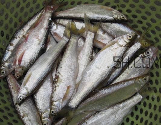 刁子魚是什么魚？刁子魚是翹嘴鲌嗎