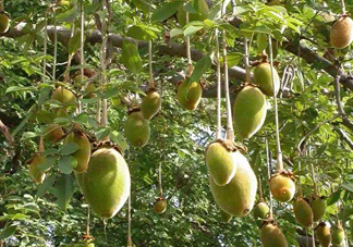 猴面包樹和面包樹有什么區(qū)別？猴面包樹果實(shí)叫什么