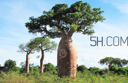 猴面包樹和面包樹有什么區(qū)別？猴面包樹果實叫什么