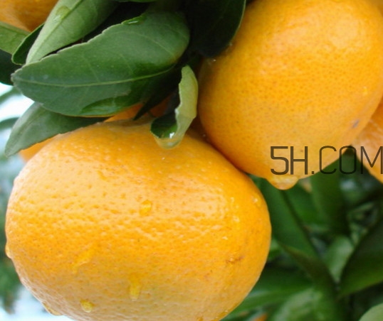 皇妃貢柑和皇帝柑有什么不同？皇帝柑的熱量是多少