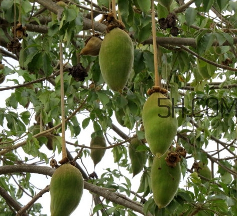 猴面包樹生長(zhǎng)在哪里？猴面包樹名字的由來(lái)