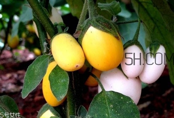 蛋樹果實(shí)可以吃嗎？蛋樹長什么樣