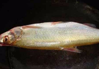 刁子魚是什么魚？刁子魚是翹嘴鲌嗎