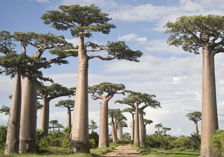 猴面包樹生長在哪里？猴面包樹名字的由來