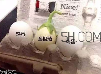 蛋樹可以種植嗎？蛋樹苗哪里可以買到