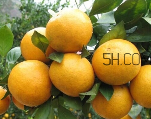 皇妃貢柑和皇帝柑有什么不同？皇帝柑的熱量是多少