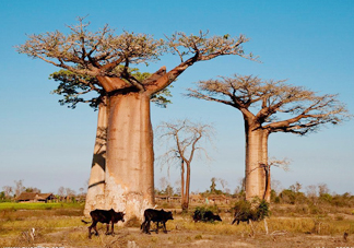 猴面包樹和面包樹是同一種植物嗎？猴面包樹能在北方種植嗎