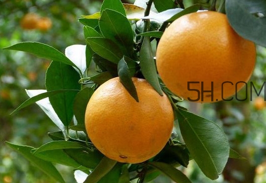 貢柑什么時候上市？貢柑什么時候放秋梢