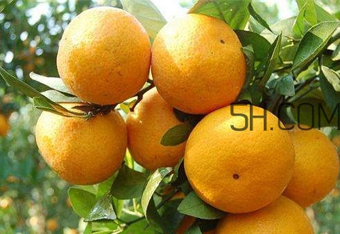 沙糖桔好還是貢柑好？貢柑屬于桔子還是橙子