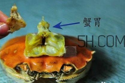 螃蟹的屎在哪里？螃蟹的屎和蟹黃怎么分辨？