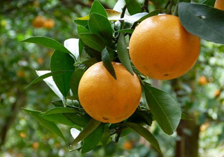 貢柑什么時(shí)候上市？貢柑什么時(shí)候放秋梢