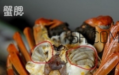 螃蟹的屎在哪里？螃蟹的屎和蟹黃怎么分辨？