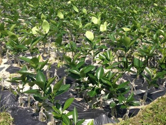 貢柑怎么預(yù)防裂果？貢柑種植管理技術(shù)