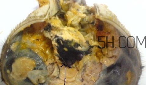 螃蟹的屎在哪里？螃蟹的屎和蟹黃怎么分辨？