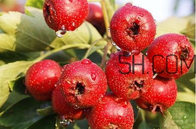 臨產(chǎn)前可以吃山楂嗎？臨產(chǎn)前吃什么有助于順產(chǎn)？