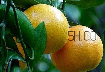 貢柑怎么預(yù)防裂果？貢柑種植管理技術(shù)