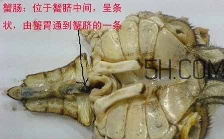 螃蟹的屎在哪里？螃蟹的屎和蟹黃怎么分辨？