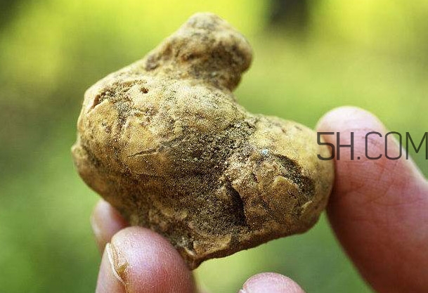 白松露是什么？白松露的功效與作用