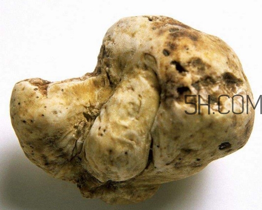 白松露是什么？白松露的功效與作用