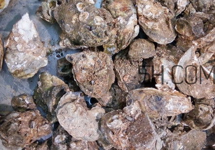 海蠣子有什么營養(yǎng)價值？海蠣子蒸多長時間