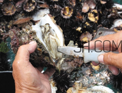 海蠣子壯陽嗎？海蠣子有寄生蟲嗎