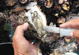 海蠣子壯陽嗎？海蠣子有寄生蟲嗎