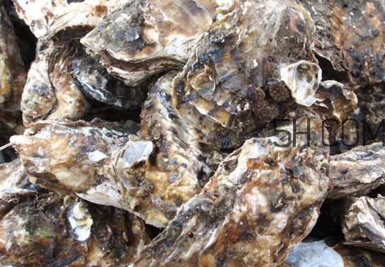 海蠣怎么做好吃？海蠣是怎么生長出來的