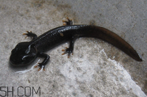 娃娃魚可以吃嗎？娃娃魚有靈性嗎