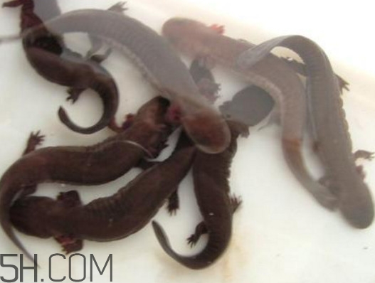 娃娃魚(yú)能養(yǎng)嗎？娃娃魚(yú)可以活多久