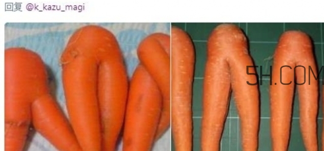 炸雞褲價格多少？炸雞褲多少錢一條