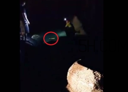 黃金鱸魚是什么品種？黃金鱸魚多少錢一斤