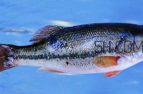 黃金鱸魚是什么品種？黃金鱸魚多少錢一斤