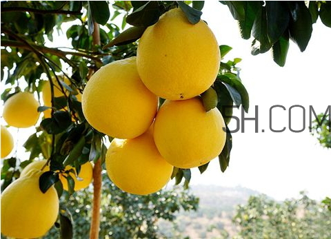 沙田柚多少錢一斤 沙田柚怎么挑選 沙田柚多少錢一斤 沙田柚怎么挑選