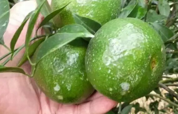 新會(huì)柑哪里的最好？新會(huì)柑什么時(shí)候有