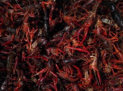 2018年小龍蝦多少錢一斤？2018年養(yǎng)殖小龍蝦的前景