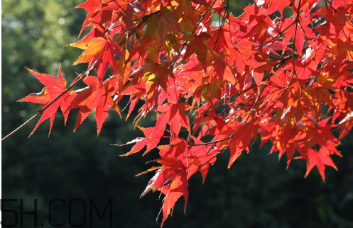 秋季滋補(bǔ)養(yǎng)生越補(bǔ)越好嗎？2017年秋天是幾月份？