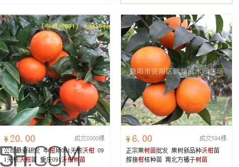 沃柑苗多少錢(qián)一株？沃柑為何叫晚熟大王