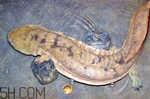 娃娃魚吃什么？娃娃魚是國家?guī)准壉Ｗo(hù)動物