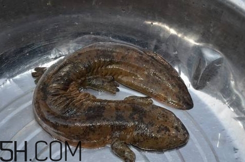 娃娃魚是魚嗎？娃娃魚買賣違法嗎？