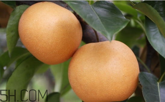 2017年有秋老虎嗎？秋老虎飲食注意事項