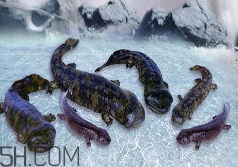 娃娃魚(yú)是卵生還是胎生？娃娃魚(yú)能在陸地上生活嗎