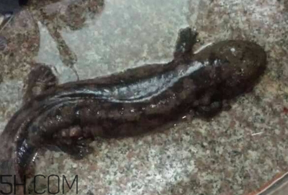 娃娃魚什么時候會叫？娃娃魚為什么叫娃娃魚