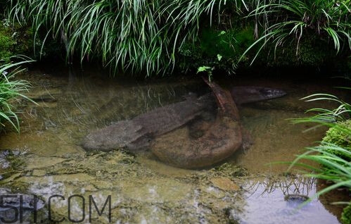 娃娃魚吃什么？娃娃魚是國家?guī)准壉Ｗo(hù)動物