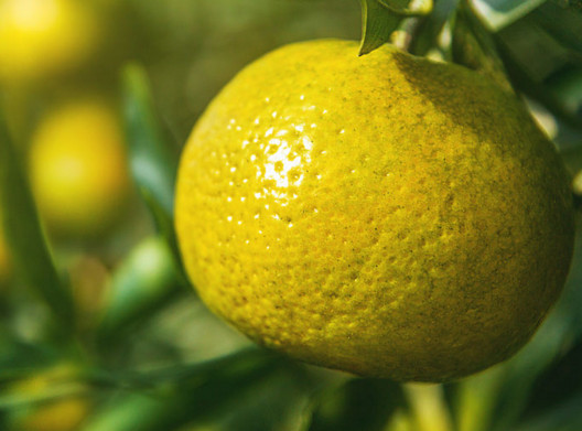 新會(huì)柑哪里的最好？新會(huì)柑什么時(shí)候有